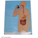 TRANH CƠ QUAN TIÊU HÓA