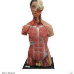 MÔ HÌNH NỬA CƠ THỂ NGƯỜI