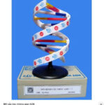 MÔ HÌNH CẤU TRÚC KHÔNG GIAN ADN